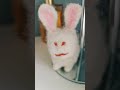 #cute #wool #bunny #handmade from my #daughter #🐰