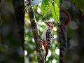 Woodpecker Drilling Tree Like a Machine 😱🔥 | Nature’s Engineer #Shorts