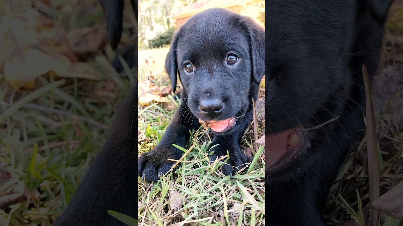 The cutest puppy ever 🩷 