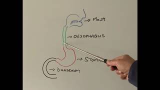 S1E39 How is Gastroscopy done Part 1 S1E39 How is Gastroscopy done Part 1