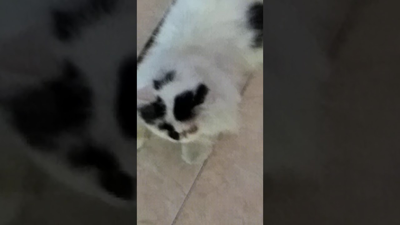 Kucing hitam putih tidur - YouTube