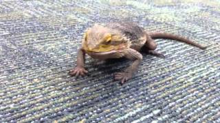 Bob the bearded dragon eats a cricket