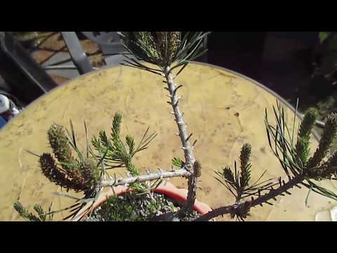 CÓMO PINZAR UN PINO NEGRO DE MONTAÑA O PINUS UNCINATA (DIFERENCIA DE FUERZA PINZADO)