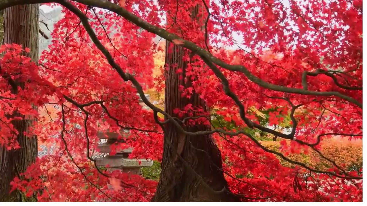 Huidproblemen in de overgang ,wat gebeurt er met je huid