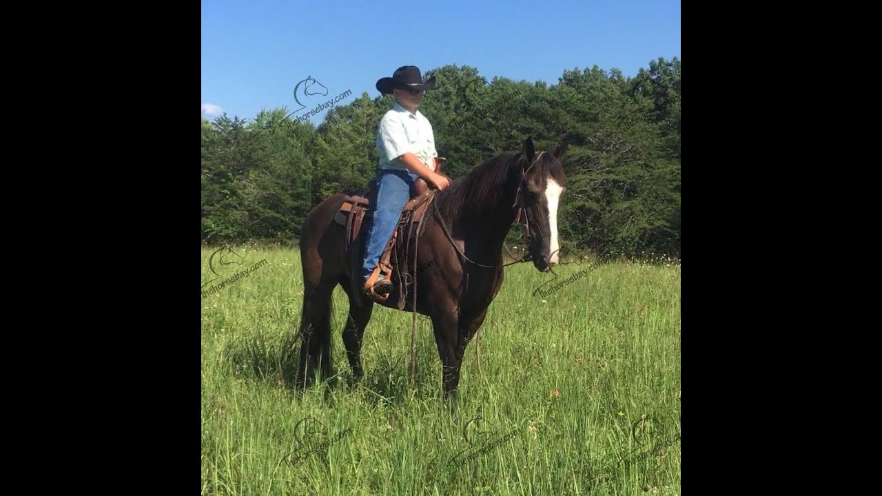 Rocky Mountain Gaited Trail Horse For Sale YouTube