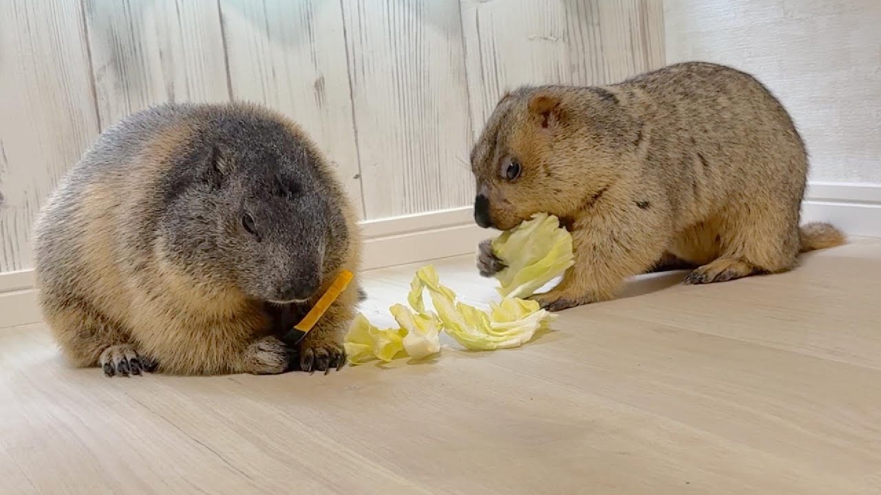 Mamochi wants to eat with Omochi - YouTube