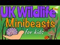 Bugs pour les enfants  minibtes  miss ellis bugsforkids minibeasts ukminibeasts