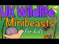 UK Mini Beasts Quiz