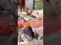 🐾「朝礼するハスキーが可愛すぎた件🐶✨」🎤真剣に話聞いてるの尊い…!PART2 #ハスキー #大型犬 #かわいい
