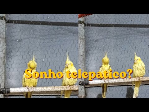 Contando o sonho compartilhado q tive sem contexto e gato miando