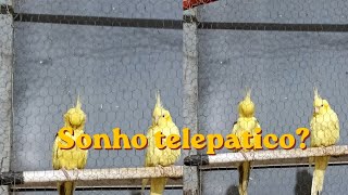 Contando o sonho compartilhado q tive sem contexto e gato miando