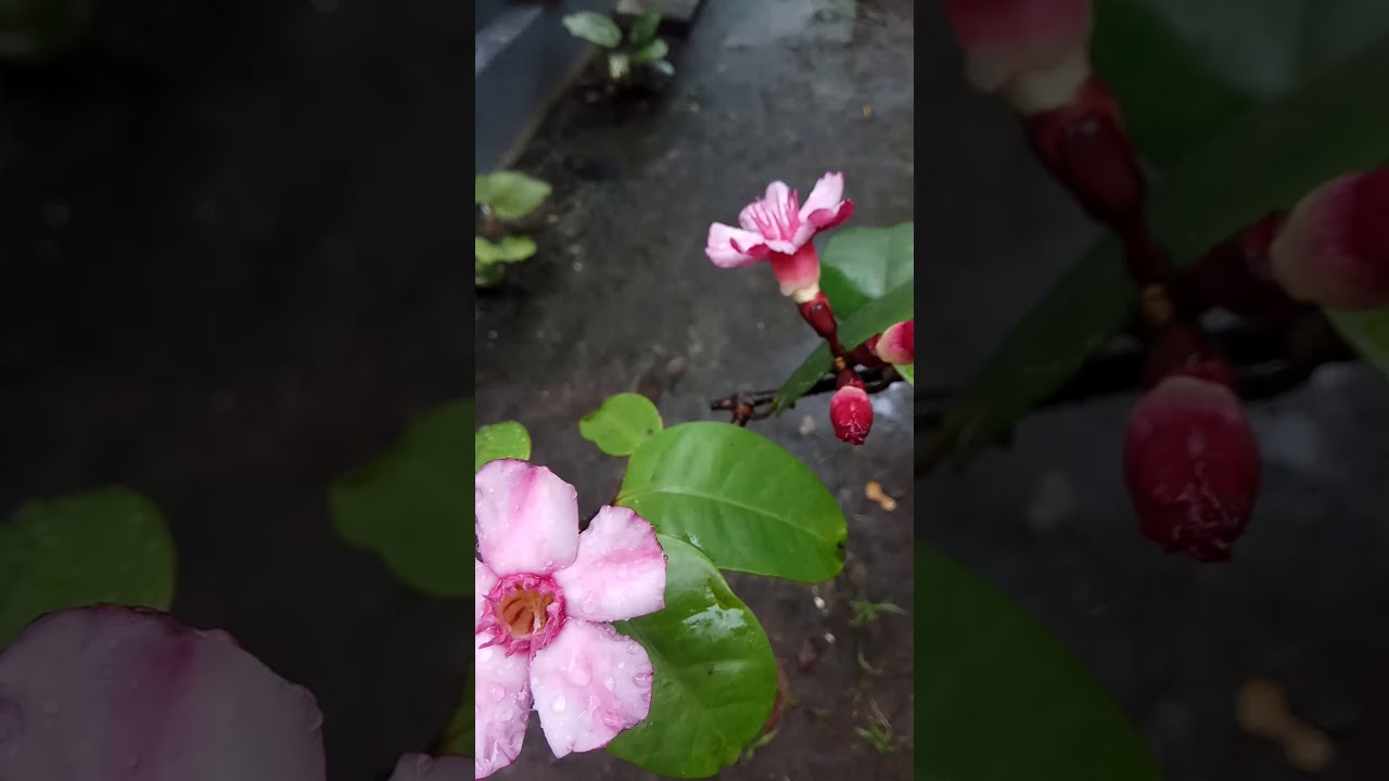 Melati Papua, benarkah? 