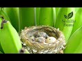 ASMR Suara Anak Burung Pipit di Pohon Pisang 🌿 | Relaksasi Alam