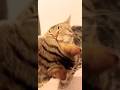 #cat #kitten #katzen #pets #animals #cute #funny #youtubeshorts #shorts #viral #reels