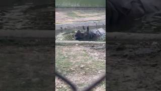 Rhinos #rhino #rhinoplasty #rhinoceros #rhinogaming #rhinorescue #onehornedrhino #wildanimals