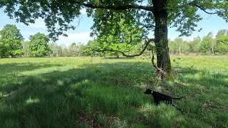 Una bella tripletta di quaglieCaccia in RiservaHunting quails