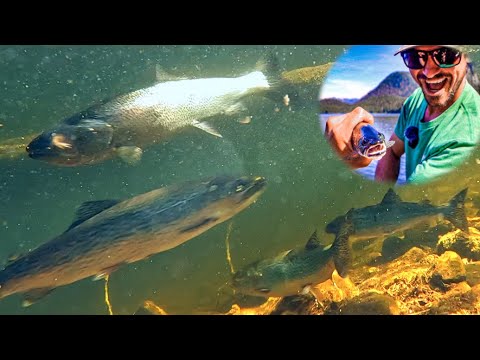 AWESOME underwater take