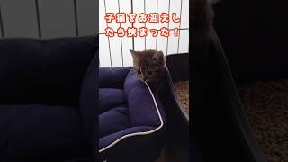 子猫をお迎えしました【スコティッシュフォールド】