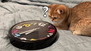 CAT and CLOCK. 😸🕐 What time is it now?