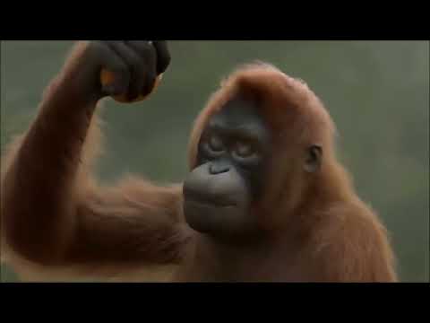 New BUDOT dance 2021 Monkey