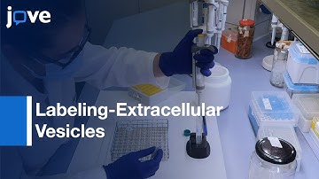 Extracellular Vesicles: Monitoring Migration & Uptake In Cartilage Explants l Protocol Preview