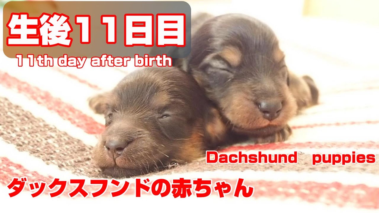 ミニチュアダックス 貴重映像 生まれたての子犬 生後10日目 生後40日過ぎ 赤ちゃん Dog Youtube
