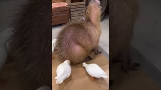 A Duck Massage? #shorts #funny #animals #shortsfeed