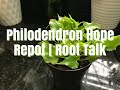 PHILODENDRON HOPE REPOT | ROOT TALK