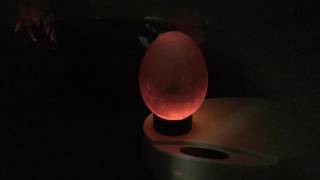 Baby chick Day 11 (Time lapse)