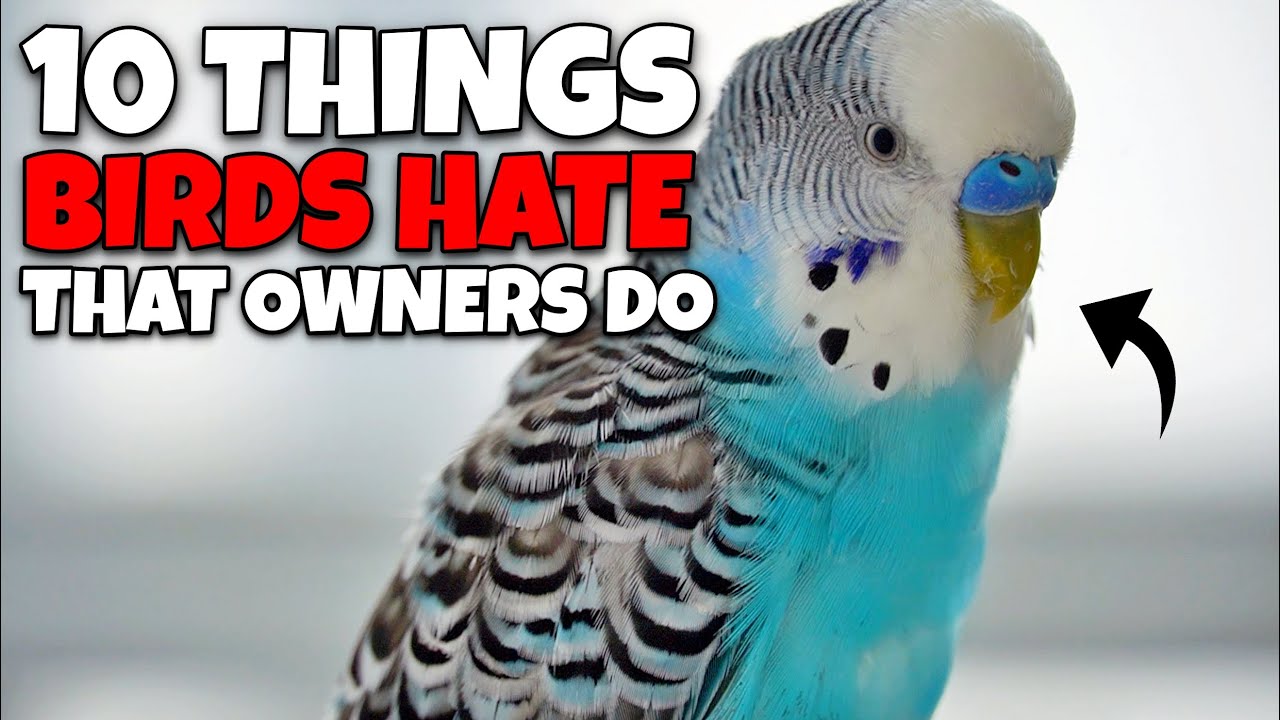 10 Things Birds *HATE* That Owners Do - YouTube