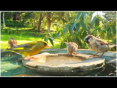 Birdbath. Beautiful Garden Birds. Peaceful & Relaxing Birdsong & Piano Music