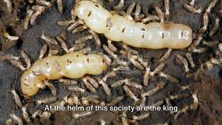 The Fascinating World of Malaysian Termites: Architects of the Forest