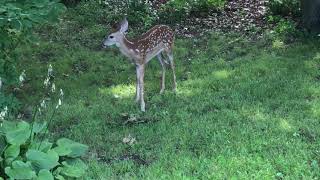 Baby deer in backyard