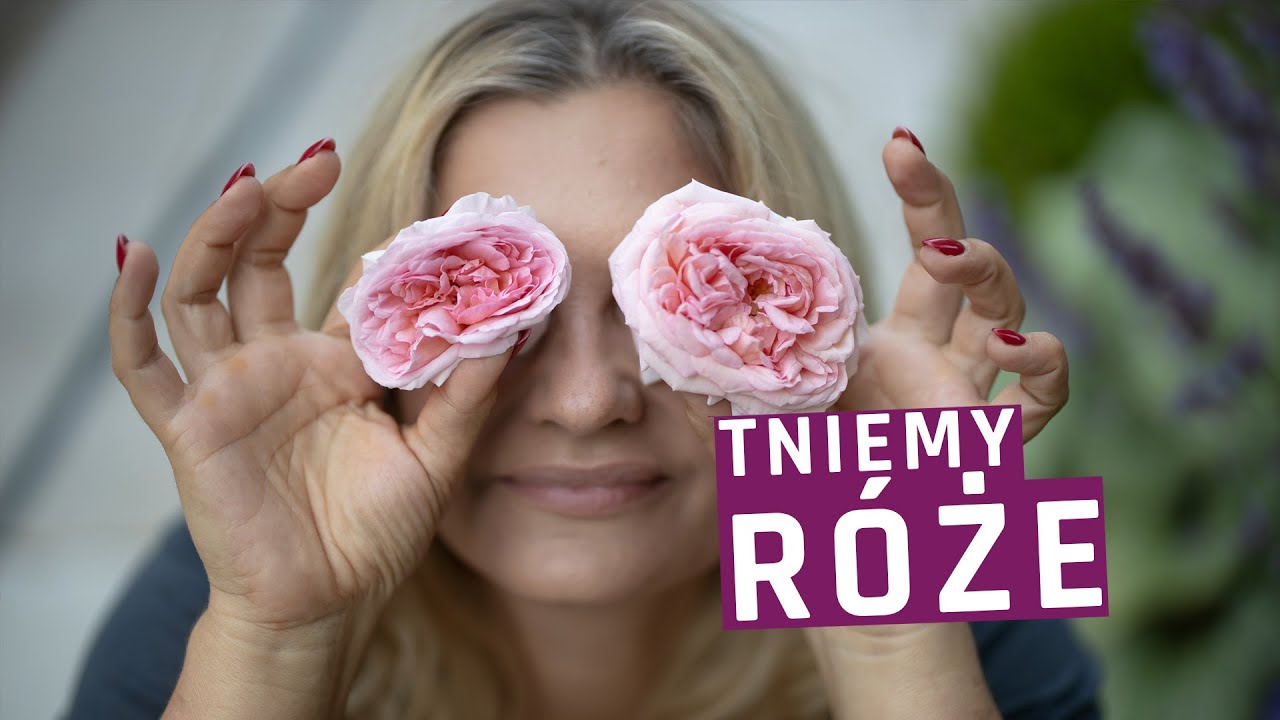 Cięcie róż pnących - triki na obfite kwitnienie!
