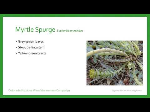 Video: Ano Ang Myrtle Spurge - Impormasyon At Pagkontrol Ng Mga Halamang Myrtle Spurge