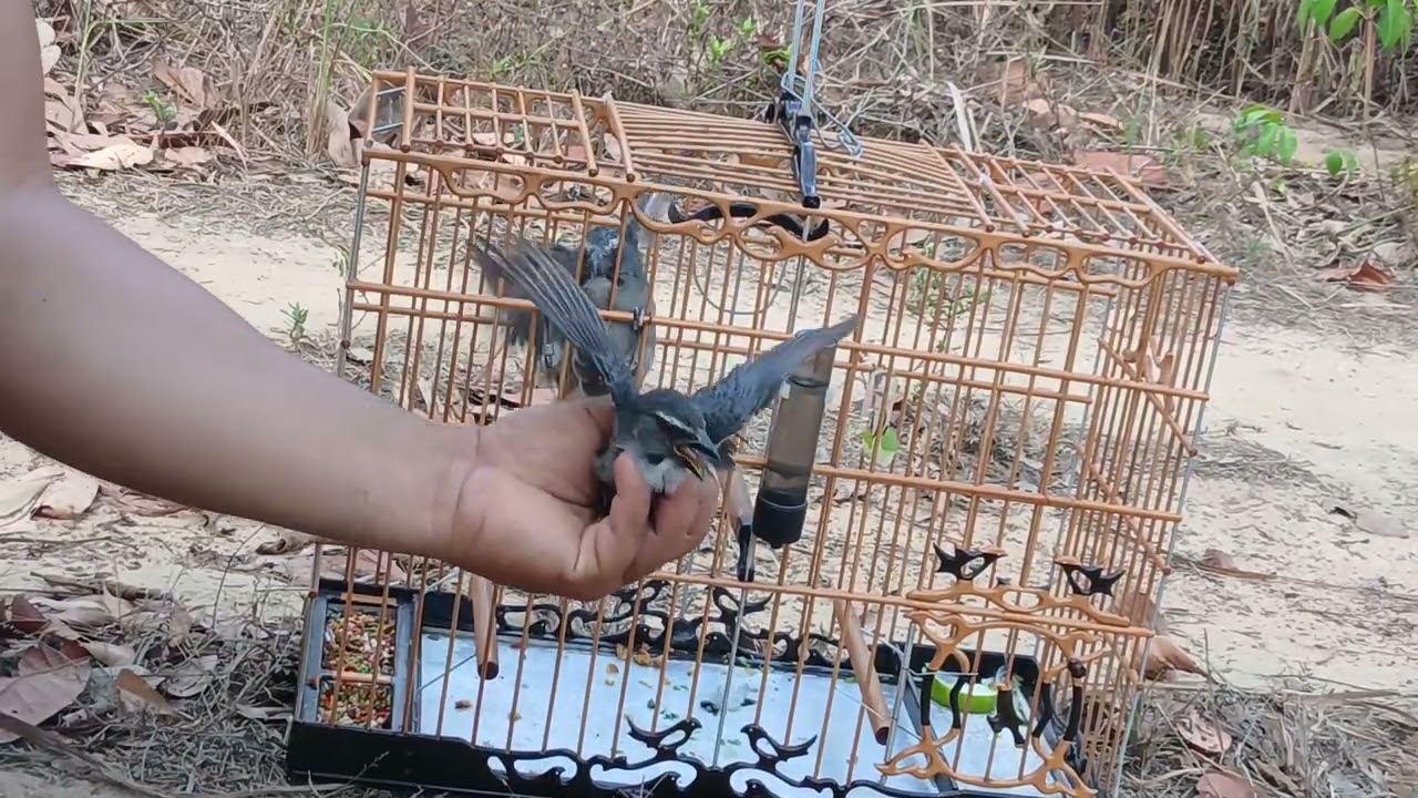 Trinca ferro javali entregando uma fêmea em aurora do para custo mais saiu