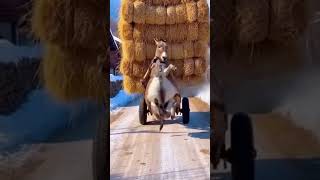 Donkey Flies Mid Air After Warthog Sparks Chaos