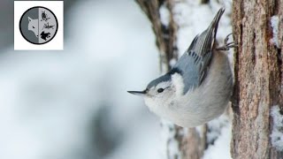 White-breasted nuthatch