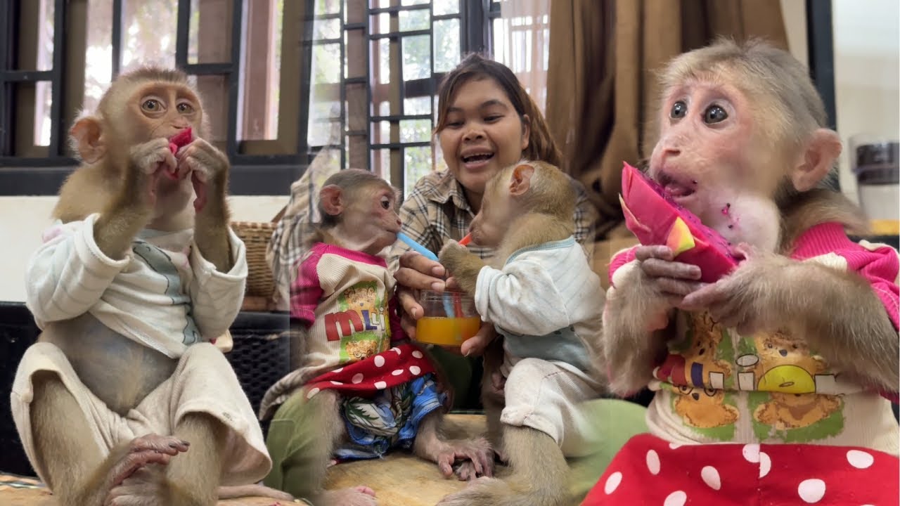 Super Cute monkey icy icy and bryyan.