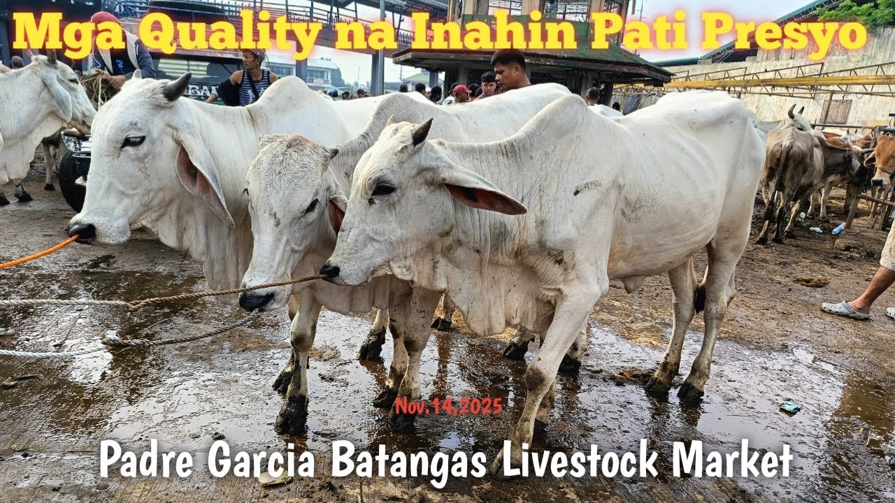 Mga Quality na Inahin at Dumalagang Baka! - YouTube