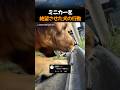 ミニカーを絶望させた犬の行動
