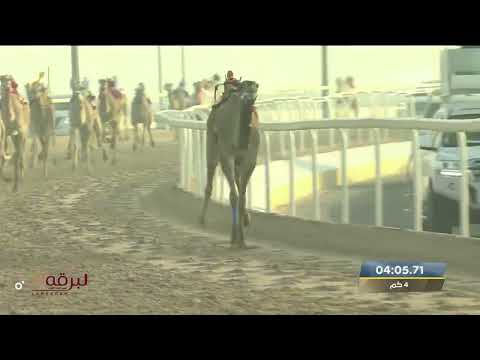 ش7 الغزيل ل حمد راشد محمد صفوه المري مهرجان المؤسس 4 12 2022ص حقايق بكار 6 04 47