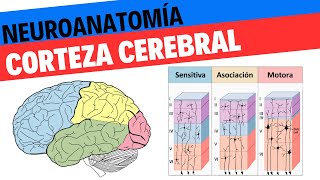 Neuroanatomía Y Fisiología De La Corteza Cerebral. Neurociencias 17
