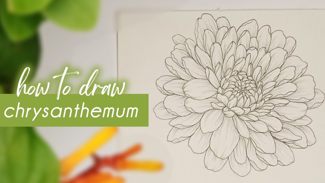 How to Draw a Flower | Chrysanthemum Flower Step by Step | November Birth Flower Drawing