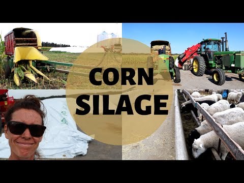 how-its-made!-|-harvesting-and-storing-corn-silage-for-sheep-feed-2019:-vlog-166