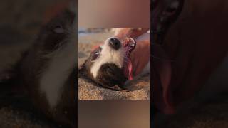 Death of dog  #shorts #short #viral #trending #youtubeshorts