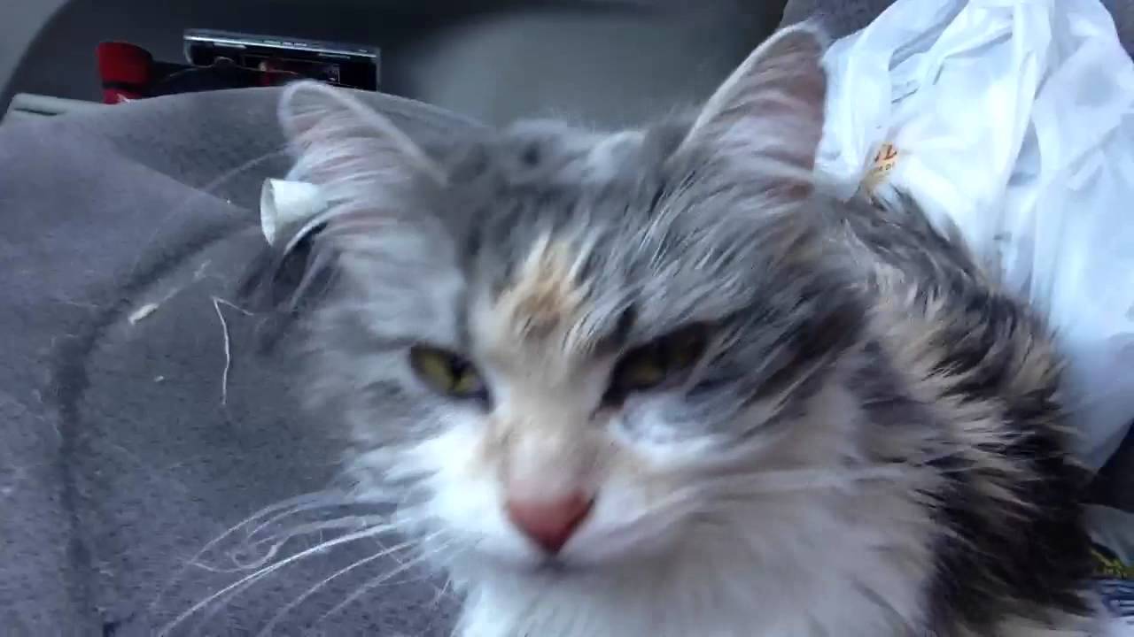 Cat just got spayed lol 