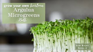 Sow Right Seeds | Arugula Microgreens Bulk Bag
