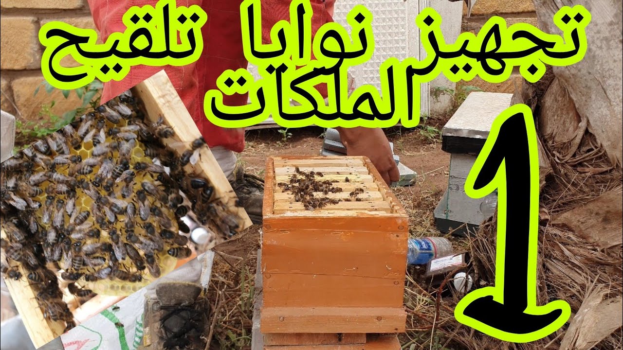 تجهيز نوايا تلقيح الملكات