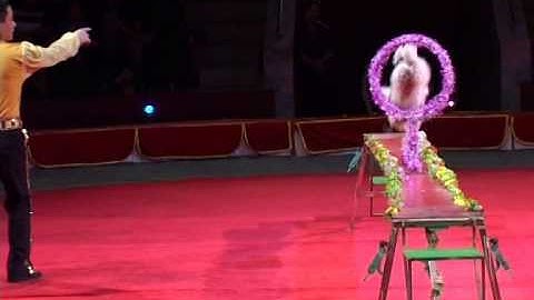 Dạy chó - Nghệ sĩ Quang Ngọc - Liên Đoàn Xiếc Việt Nam